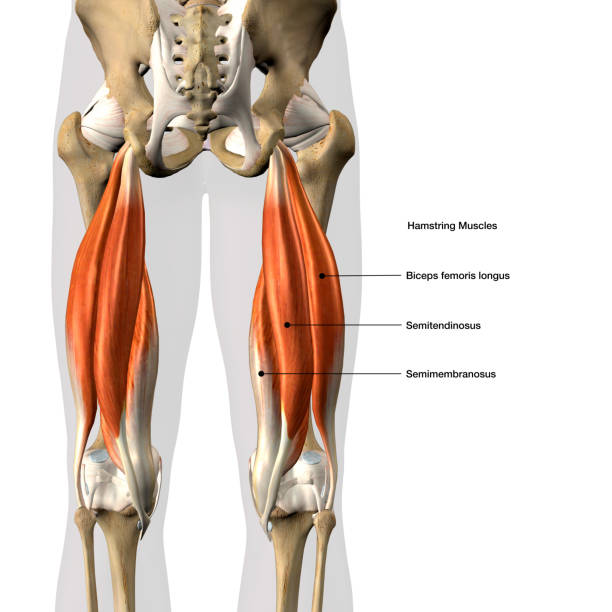 build_posterior_chain_strength